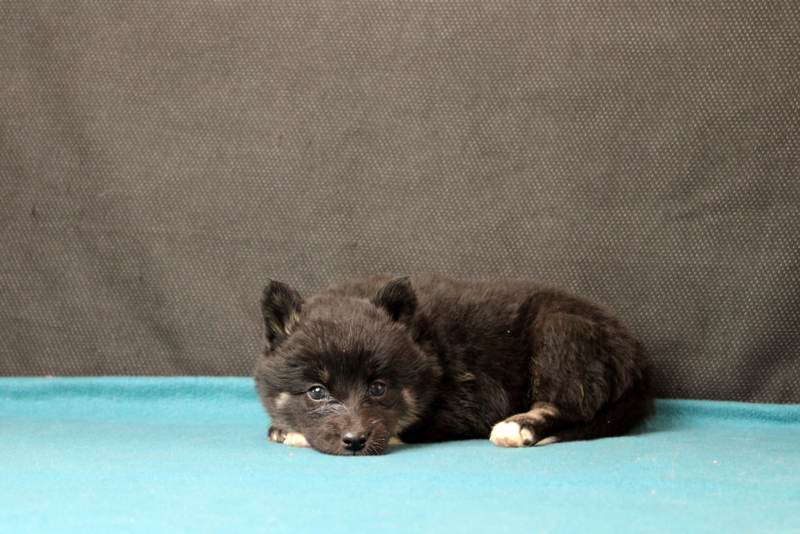 puppy, for, sale, Pomsky, Matthew B. Stoltzfus, dog, breeder, Gap, PA, dog-breeder, puppy-for-sale, forsale, nearby, find, puppyfind, locator, puppylocator, aca